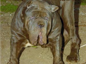 goliath2