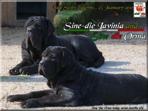 Sine^die Orma and Lavinia 25 Jaunuary 2010