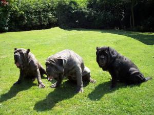 dogs 24 06 2006.a 021