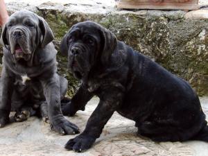 puppies3