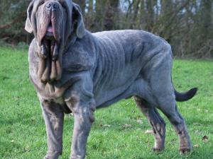 dogs 28 01 2007 045