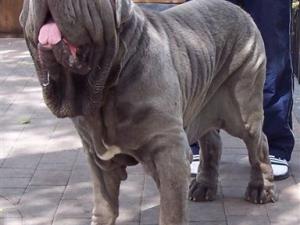 Dogs 29 07 2006.aa 139