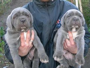 Messicano4 and Giuliano 50 days