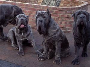 dogs 26 01 2007 001