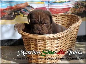 Sine^die Osiride daughter of Sine^die Cassiopea 30 days,,,,
