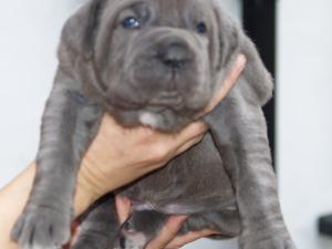 Luna and Veleno pups 13 5 2007 022