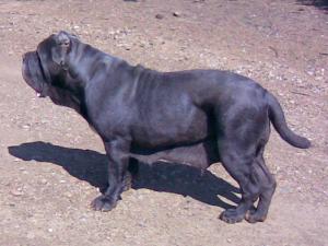 marchesina1
