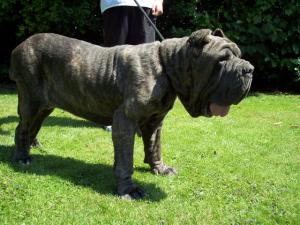 dogs 24 06 2006.a 032