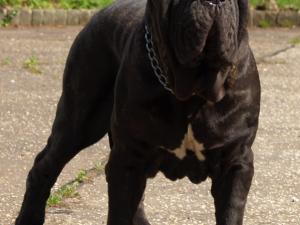 dogs 20 5 2007 057