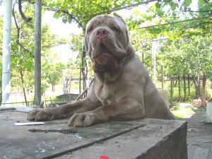 puppies-002