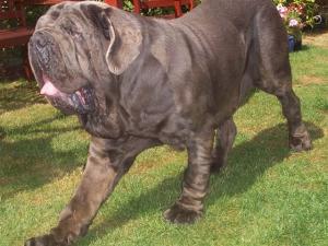 Dogs 13 08 2006.aa 033