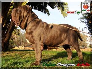 Italian champion Achille del Regno di Sicilia,,, son of Sine^die Sicano,,,
