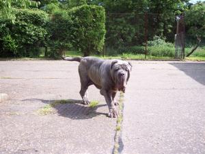 04062006.dogs 001