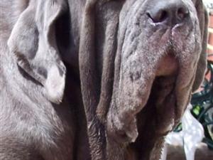 04062006.dogs 076