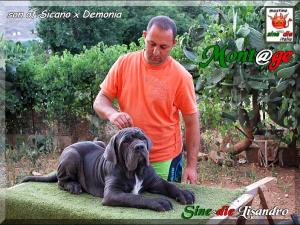 Sine^die Lisandro,,, 29 June 2008,,, son of Sine^die Sicano,,,