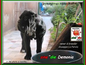 2007 sine^die visto da Enrique Graziano nella foto sine^die Demonia owner & breeder Giuseppe la Parola,
