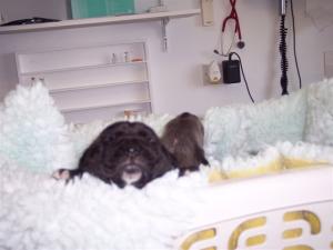 pups Allegra 01 06 2007 013
