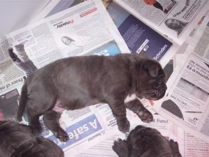 Luna x Veleno pups 8 5 2007 006