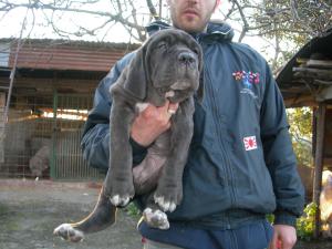 foto cani internet 007