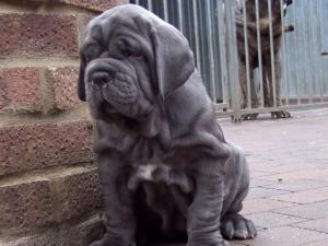 pups LUNA X VELENO 06 06 2007 021
