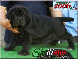Siciliano remember 2006,