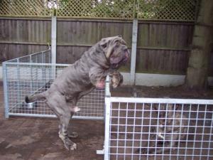 dogs 26 5 2007 172