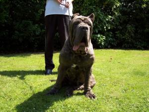 dogs 24 06 2006.a 042