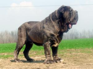 achille1
