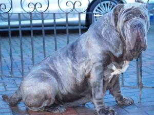 dogs17 12 2006 024