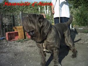 masaniello d acerra by michele d inverno