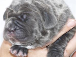 Lunas pups  27 04 2007 007