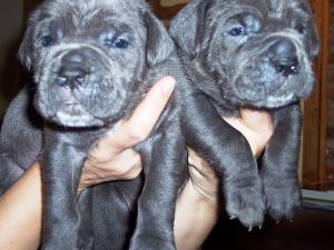 Hartu and Circe pups 02 07 2008 039