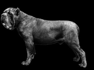 zar-b&w