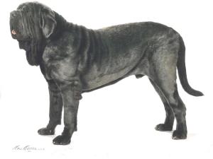 Copy of Leo for Dog Book