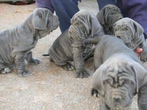 Cachorros jenifer 40 dias juntos2