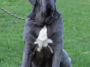 dogs 28 01 2007 005