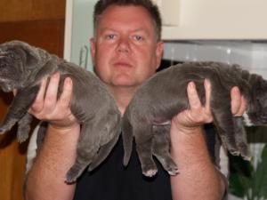 Lunas pups 5 5 2007 043