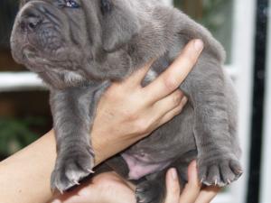 Luna and Veleno pups 13 5 2007 025
