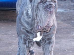 Dogs 18 01 2007 084