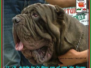 TMQ 2007,,, photo by Kendail It. Ch. Achille by Di Blasi son of sine^die Sicano,,, 2436 bis