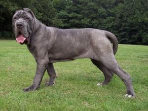 Bella Dello Stradone of Rayvonley 25 06 2006, 8 months old.jpg