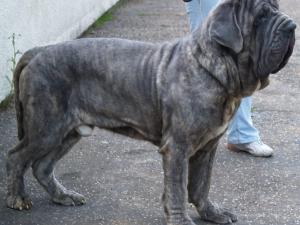 dogs 20 5 2007 050