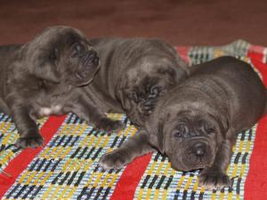 Luna and Veleno pups 13 5 2007 011