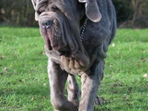 dogs 28 01 2007 050
