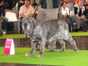 world dog show 2011 229