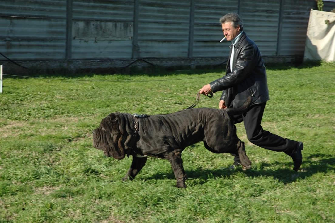 Neapolitan Mastiff Breeder: Patrizio De Vitale